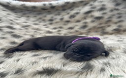 Great Dane dogs for sale: Great Dane puppies - Image 38