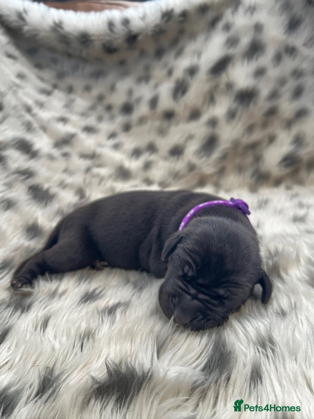 Great Dane dogs for sale: Great Dane puppies - Image 38