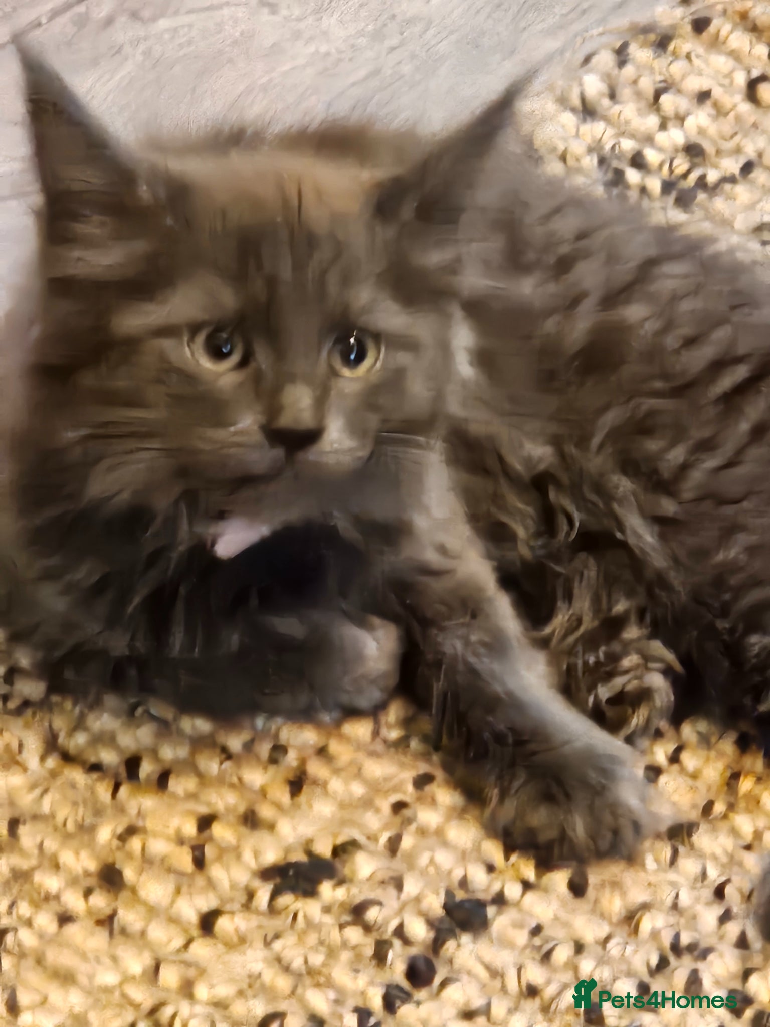 Maine Coon cats GCCF registered Blue  Maine coon litter  - Advert 4