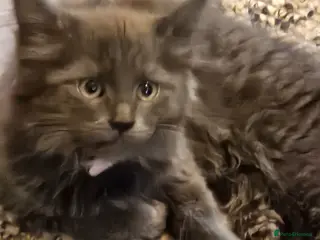 Maine Coon cats GCCF registered Blue Maine coon litter - Advert 4