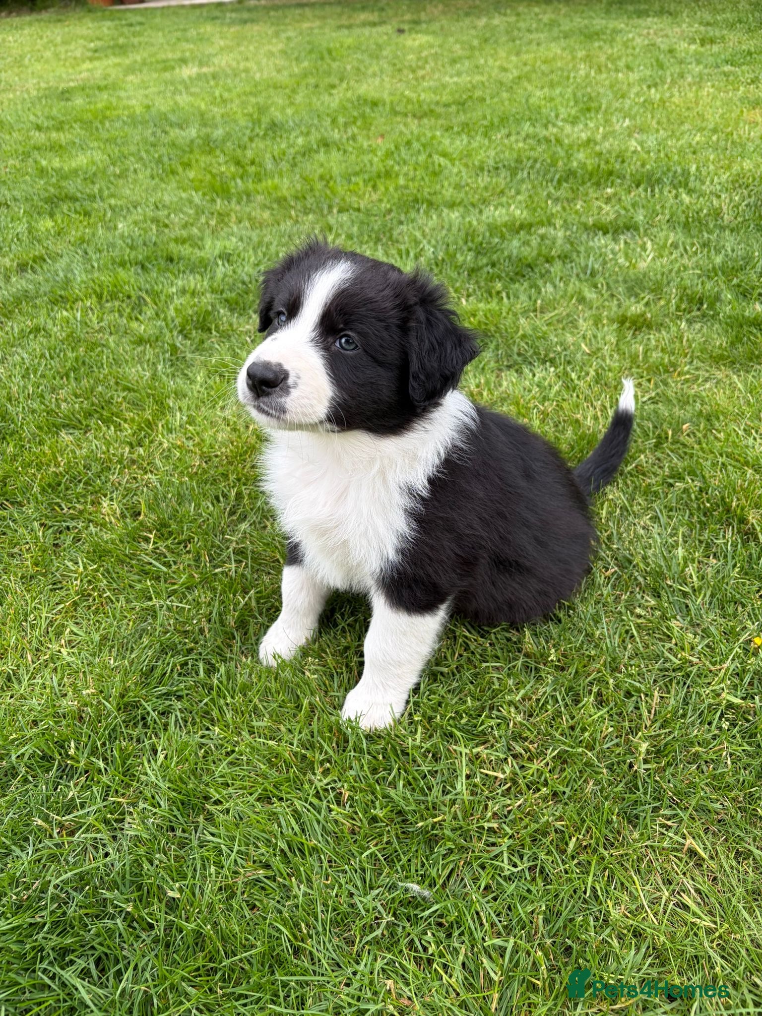 Mixed Breed dogs ✨ Beautiful Border Aussie Puppies ✨ - Advert 1
