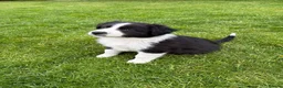 Mixed Breed dogs for sale: ✨ Beautiful Border Aussie Puppies ✨ - Advert 1