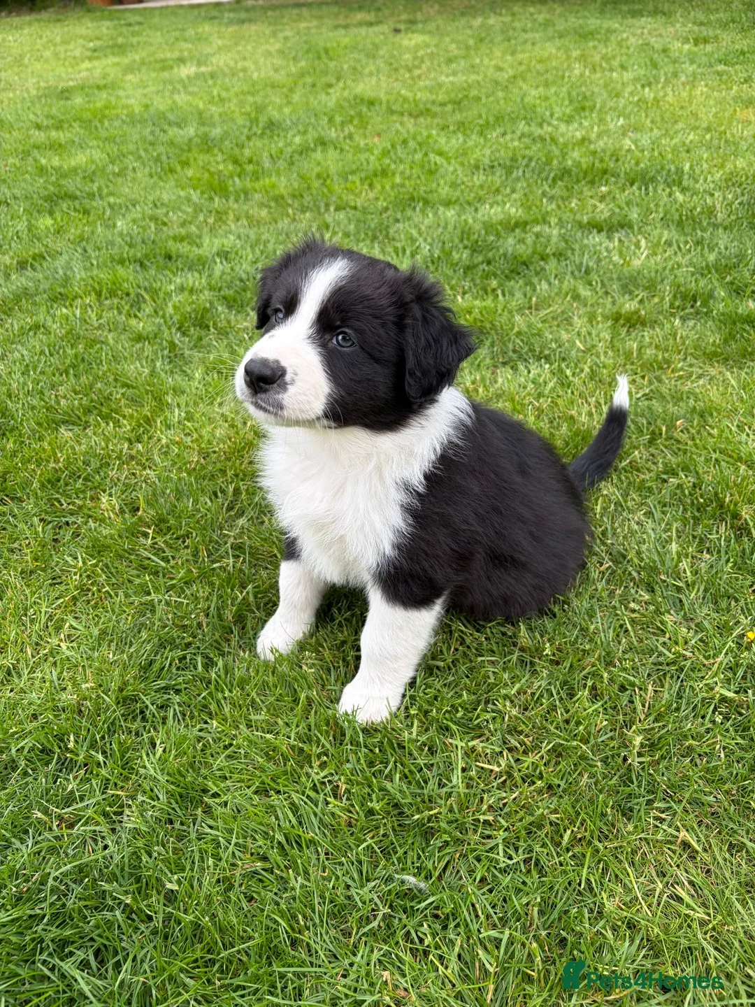 Mixed Breed dogs for sale: ✨ Beautiful Border Aussie Puppies ✨ - Advert 1