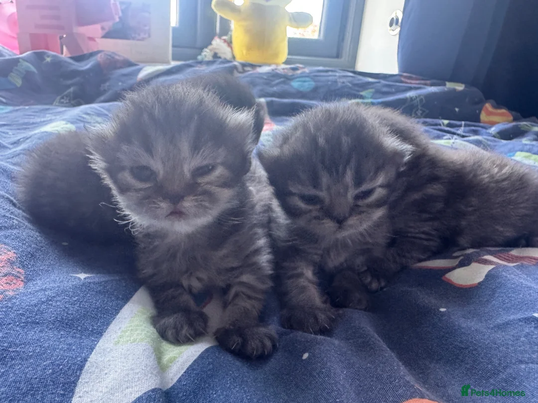 Persian cats for sale: Persian kittens - Advert 2