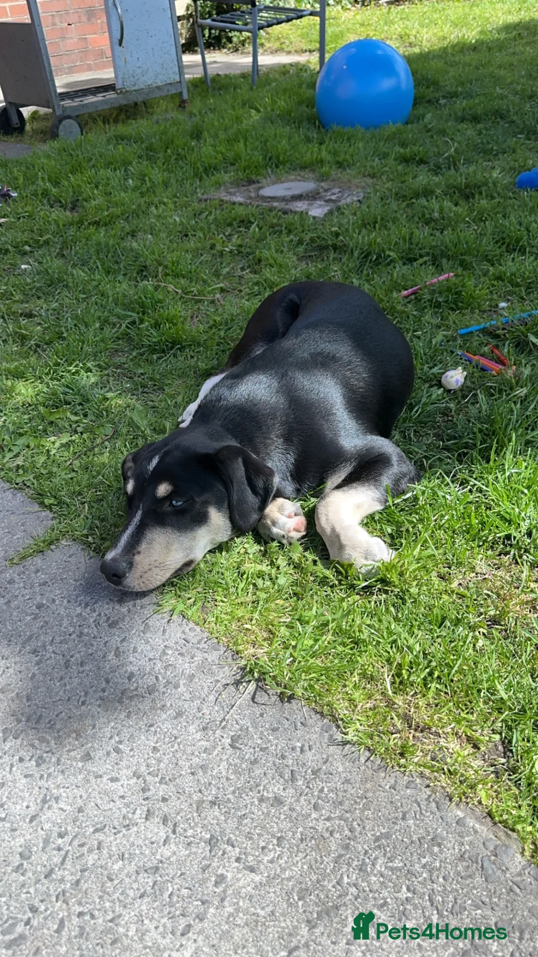 Mixed Breed dogs for sale: Six Beautiful Mix Husky/Italian Mastiff Puppies - Advert 1