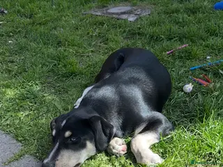 Mixed Breed dogs Six Beautiful Mix Husky/Italian Mastiff Puppies - Advert 8