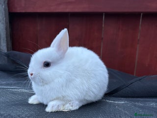 Netherland Dwarf rabbits - Advert 9