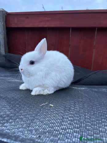 Netherland Dwarf rabbits - Advert 10