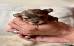 Chorkie dogs for sale: Chorkie (x2 Boys) - Image 20