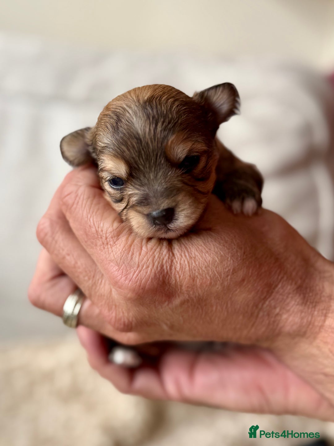 Chorkie dogs for sale: Chorkie (x2 Boys) - Image 20