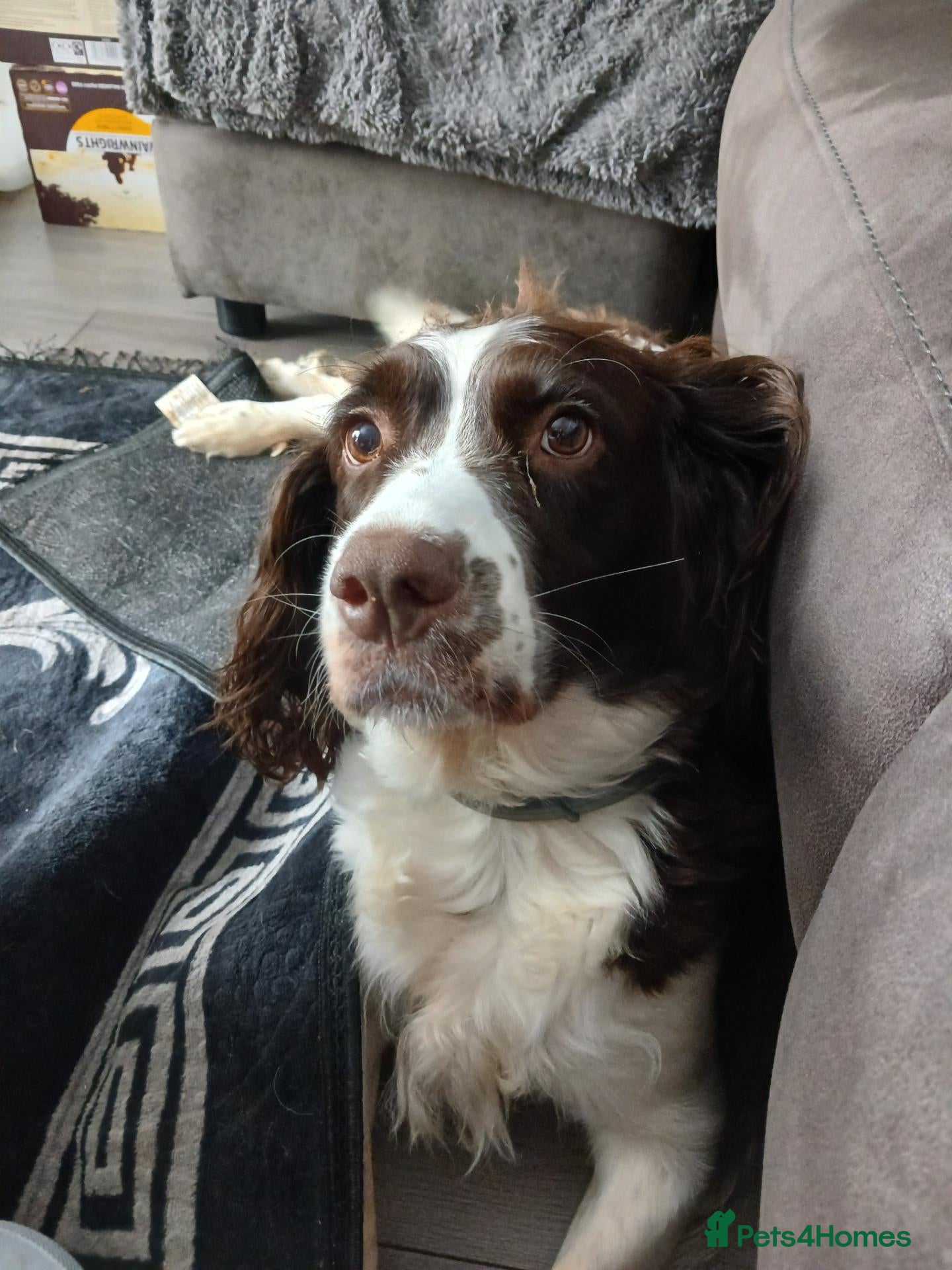 Welsh Springer Spaniel dogs Springer spaniel pups - Advert 1