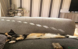 Mixed Breed cats for sale: Gorgeous calico kitten.. please read description  - Image 9