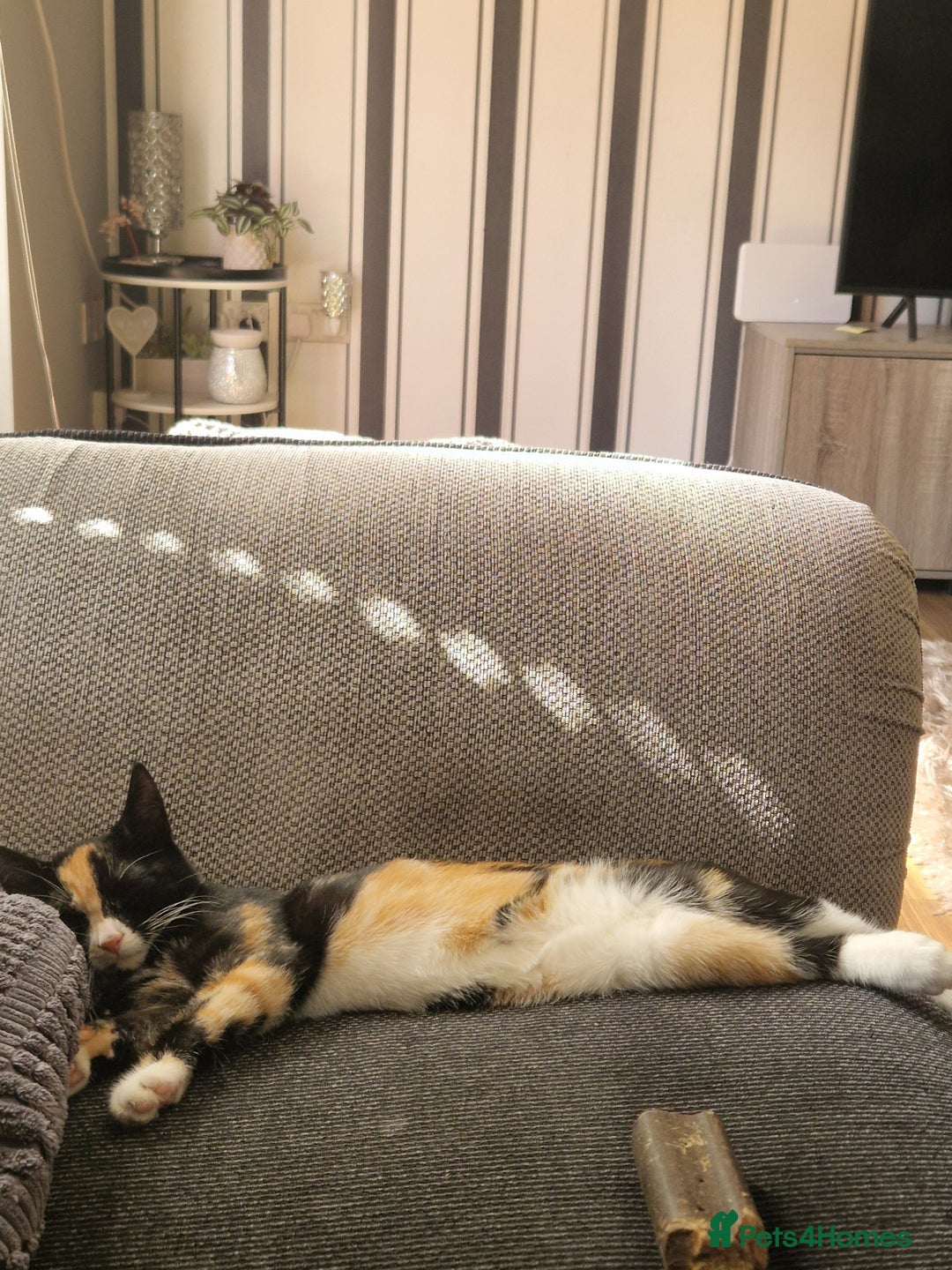 Mixed Breed cats for sale: Gorgeous calico kitten.. please read description  - Image 9