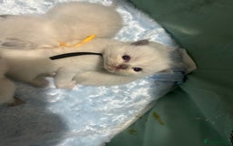 Ragdoll cats for sale: 2 male Ragdoll kittens - Advert 1