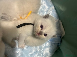 Ragdoll cats 2 male Ragdoll kittens - Advert 6