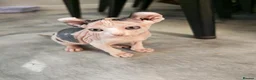Sphynx cats for sale: Sphynx elf kittens for sale. Rare Calico girls.  - Advert 5