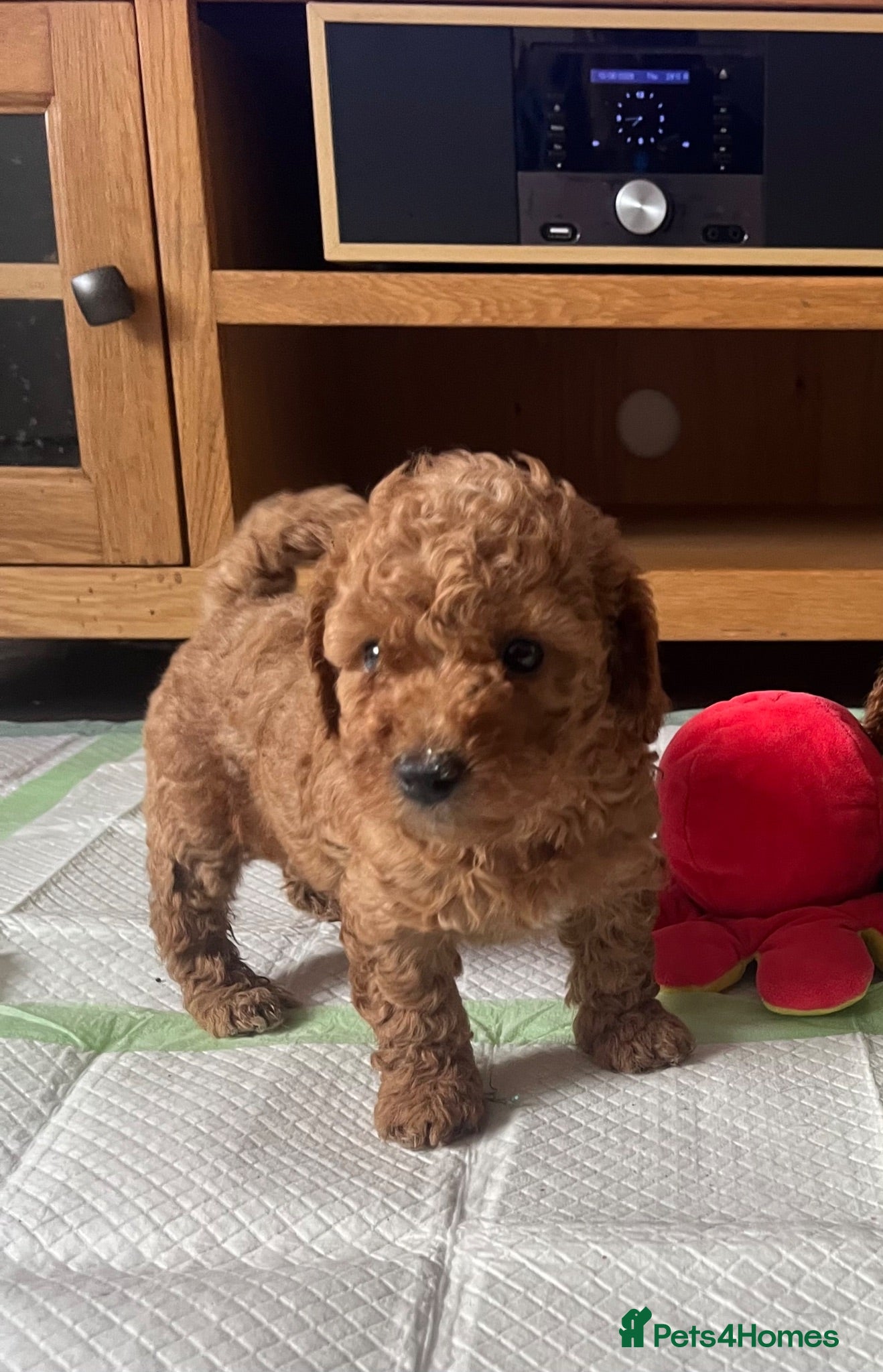 Poochon dogs F1B poochon puppies ready 28th Aug - Advert 17
