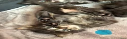 Maine Coon cats for sale: Fluffy Maine Coon Kittens - Advert 3