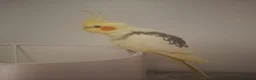 Canaries birds for sale: Sprout the cockatiel - Advert 3