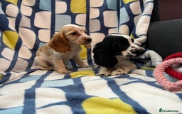Cocker Spaniel dogs for sale: Stunning show cocker spaniel pups  - Image 13