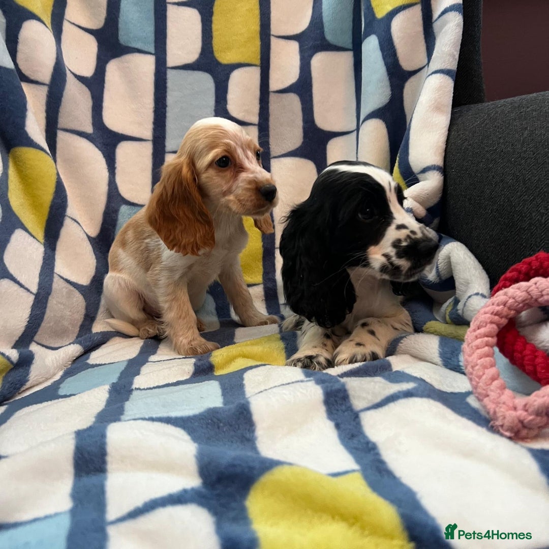 Cocker Spaniel dogs for sale: Stunning show cocker spaniel pups  - Image 13