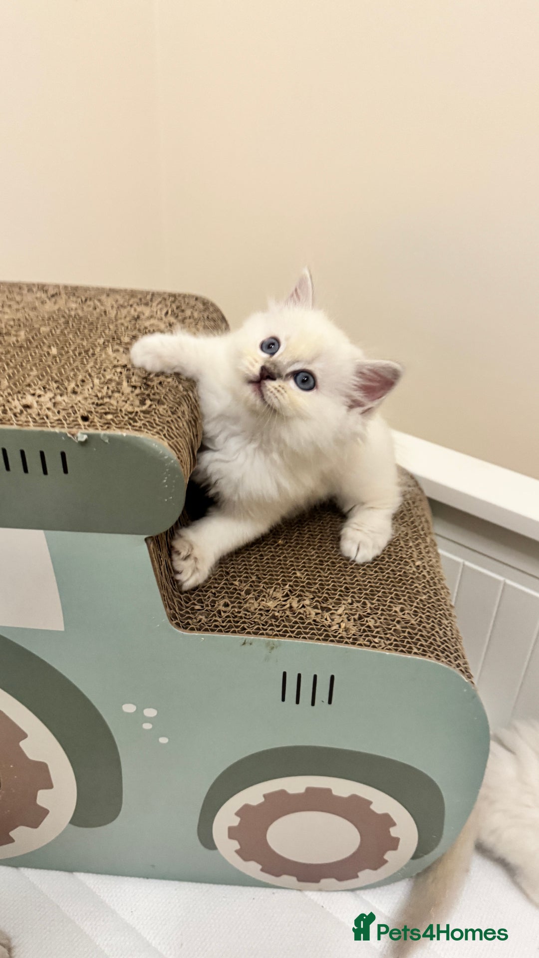 Ragdoll cats for sale: GCCF reg , Rare and milky white Lilac kittens  - Advert 16