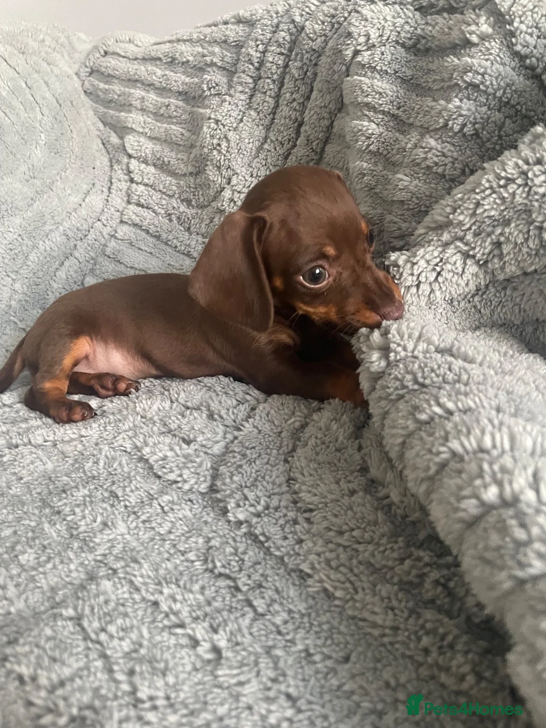 Dachshund dogs for sale: Mini Dachshunds - Advert 1