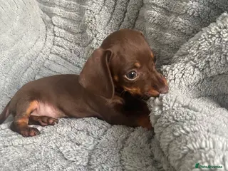 Dachshund dogs Mini Dachshunds puppies for sale - Advert 1