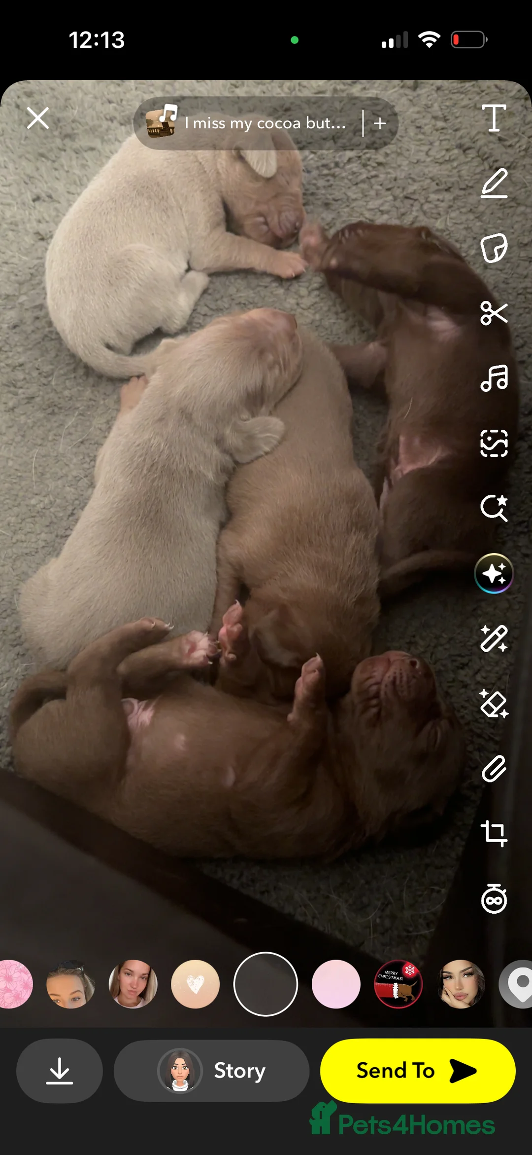 Mixed Breed dogs for sale: Weimaraner/ lab pups ready to go  - Advert 6