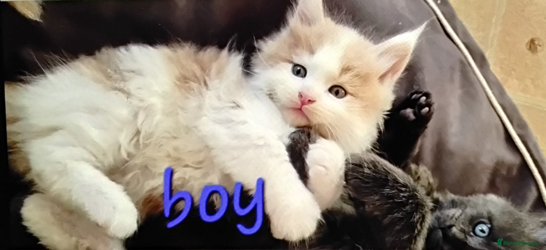 Maine Coon cats for sale: Tica registered maincoon kittens  - Advert 9