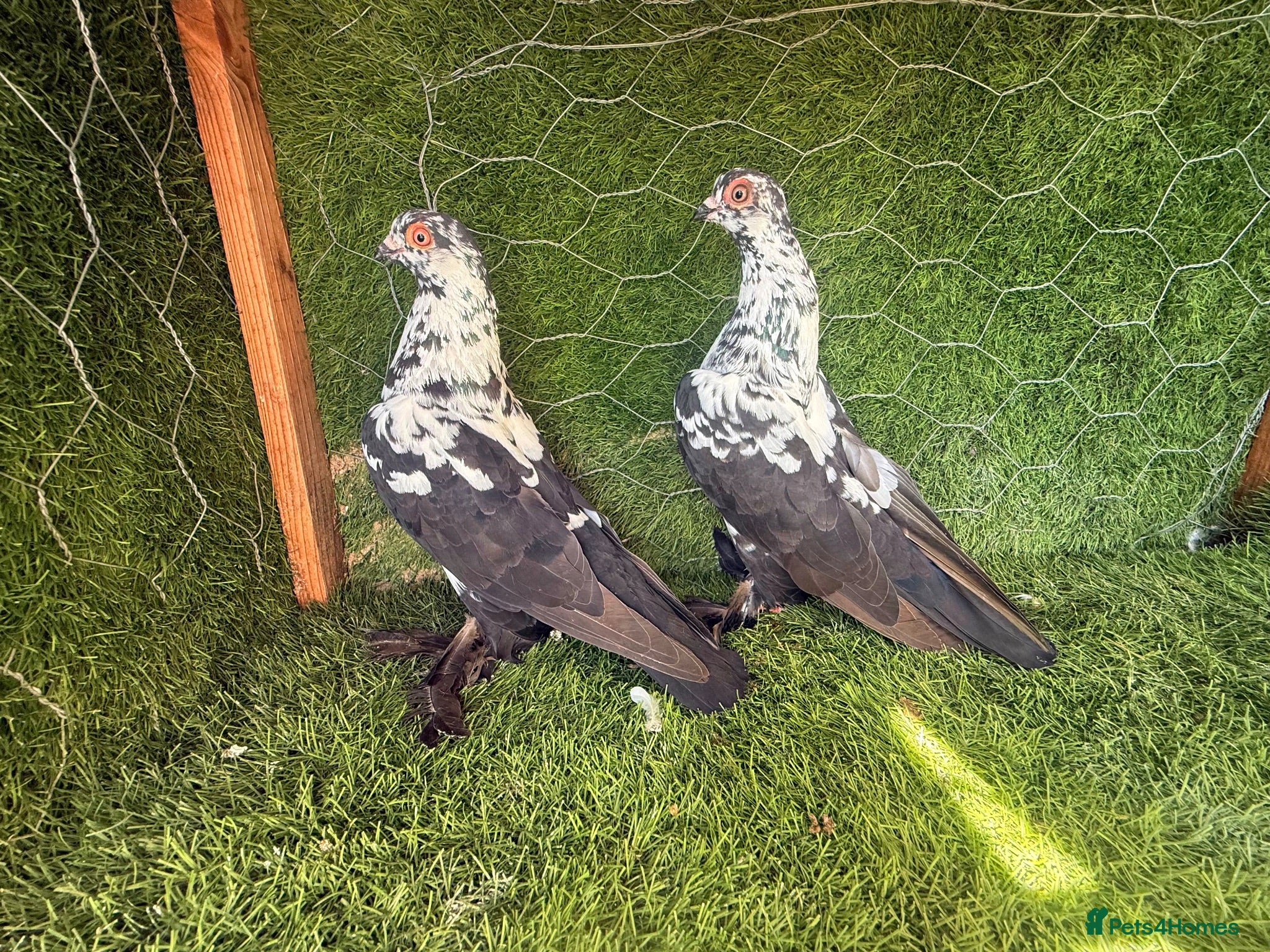 Pigeons birds Premium Breeding Pigeons Top Quality Pairs Availab - Advert 1