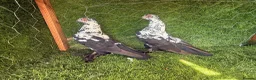 Pigeons birds for sale: Premium Breeding Pigeons Top Quality Pairs Availab - Advert 12