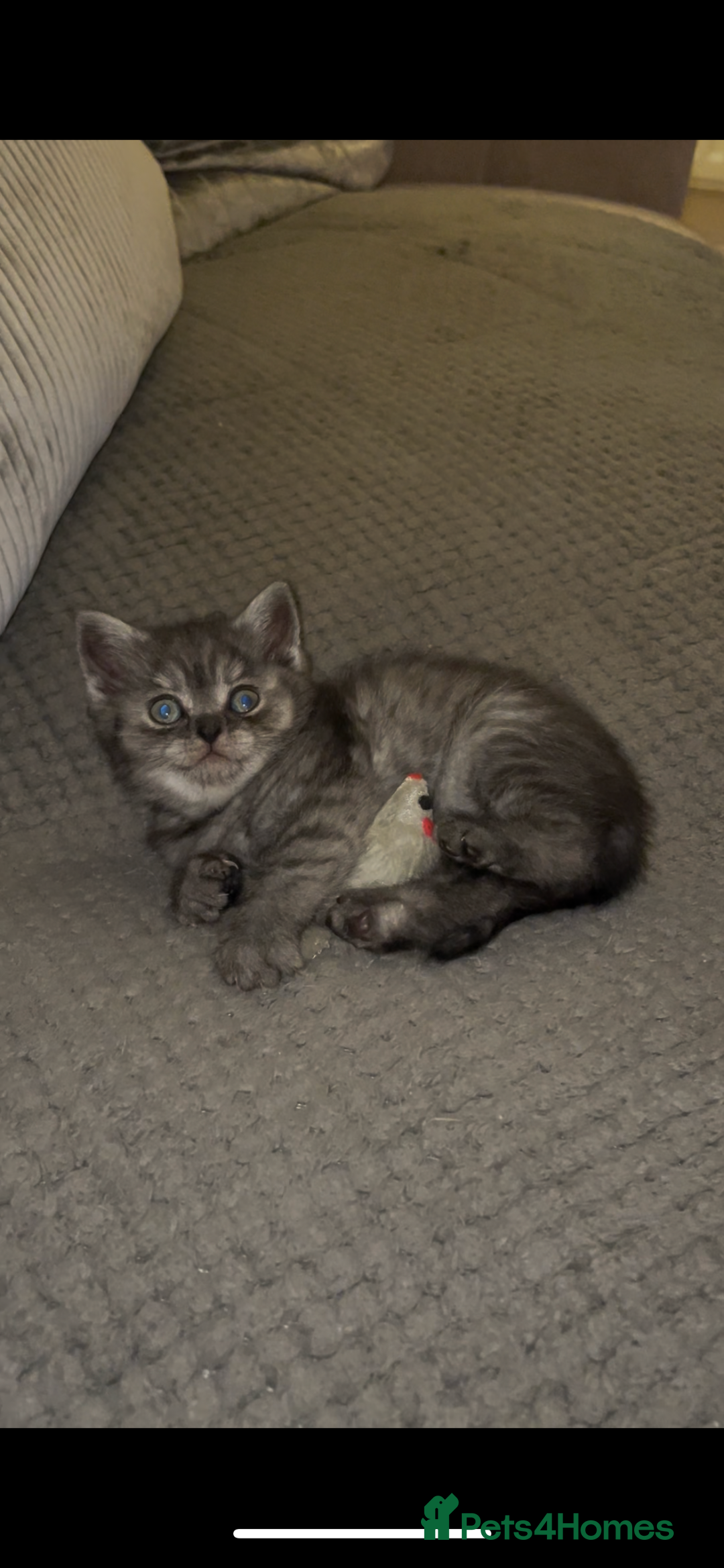 British Shorthair cats for sale: Rare Black Smoke female kitten - Advert 3