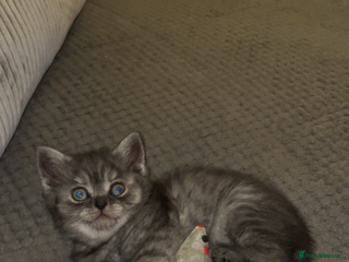 British Shorthair cats Rare Black Smoke female kitten - Advert 1