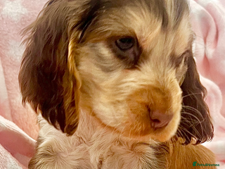 Cocker Spaniel dogs - Advert 30