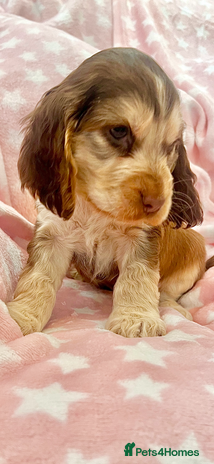 Cocker Spaniel dogs - Advert 13
