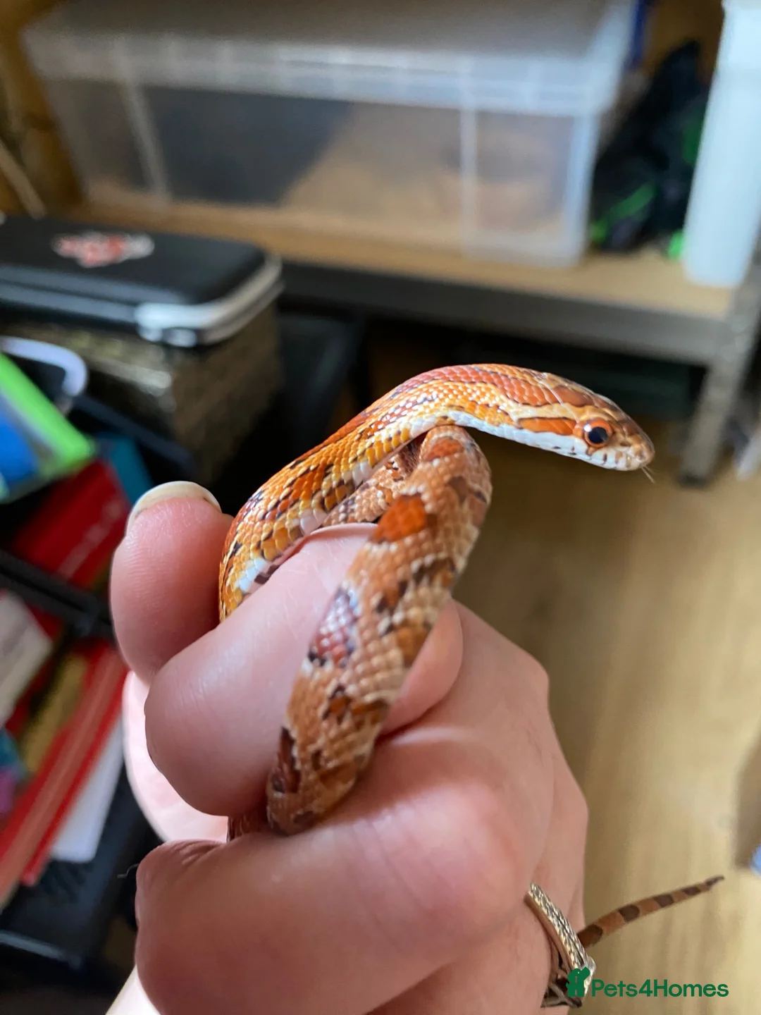 Corn Snake reptiles for sale: Young corn snake  in Ashford - Advert 2