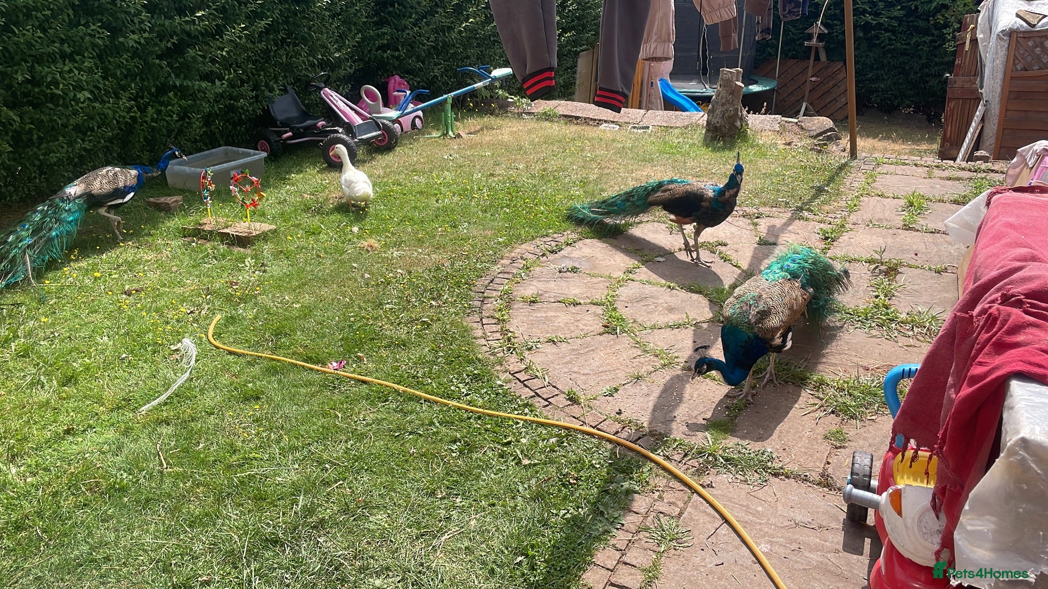 Continental Giant rabbits Peacocks for sale.Indian Black & Blue Shoulder. - Advert 3