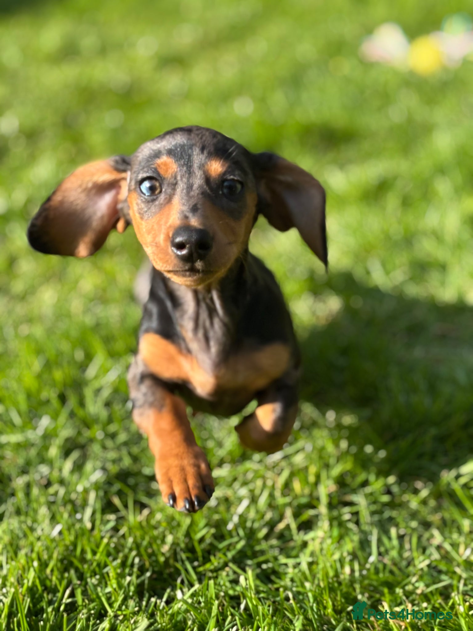 Miniature Dachshund dogs Miniature dachshund puppies - Advert 11