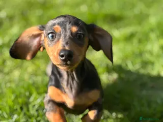 Miniature Dachshund dogs Miniature dachshund puppies - Advert 6