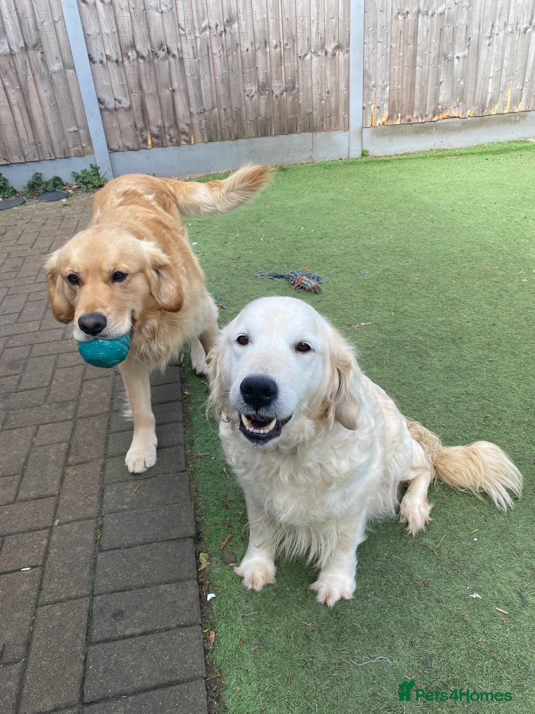 Golden Retriever dogs for sale: 💛🤍 5 Star ⭐️🐶 Golden Retriever Pups 🐶 🌟🤍💛 - Advert 8