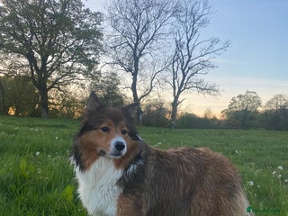 Border Collie dogs - Advert 5