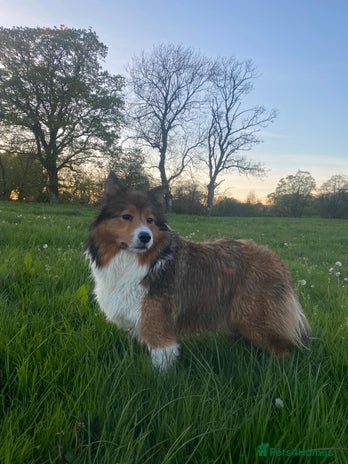 Border Collie dogs - Advert 2