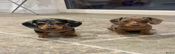 Miniature Dachshund dogs for sale: 2 stunning dapple miniature dachshunds  - Advert 5