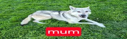 Golden Shepherd dogs for sale: Golden retriever/german shepherd puppy in Leyland - Advert 8