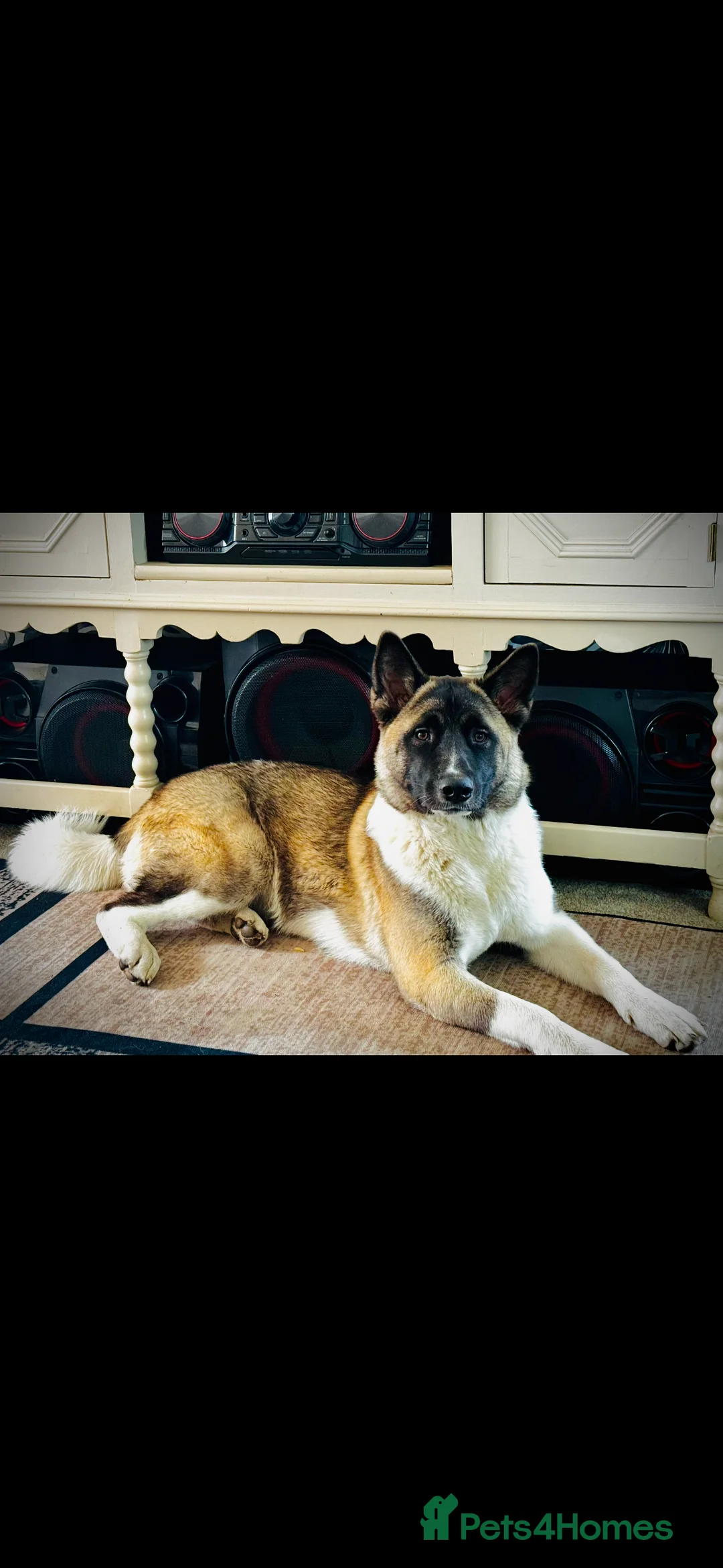 Akita dogs for sale: Lola Akita  - Advert 2