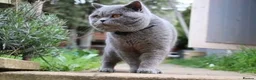 British Shorthair cats for sale: Blue British shorthairs kittens with GCCFpedigree - Advert 17