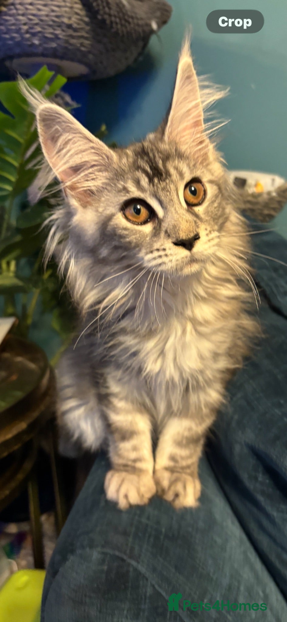 Maine Coon cats Gorgeous TICA Registered Maine Coon Kittens - Advert 8