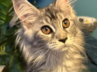 Maine Coon cats Gorgeous TICA Registered Maine Coon Kittens - Advert 8