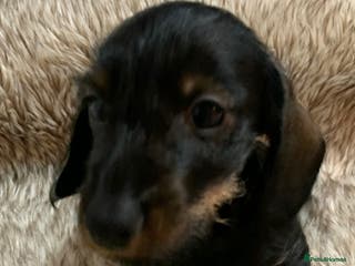 Miniature Dachshund dogs Miniature wirehaired daschunds - Advert 17